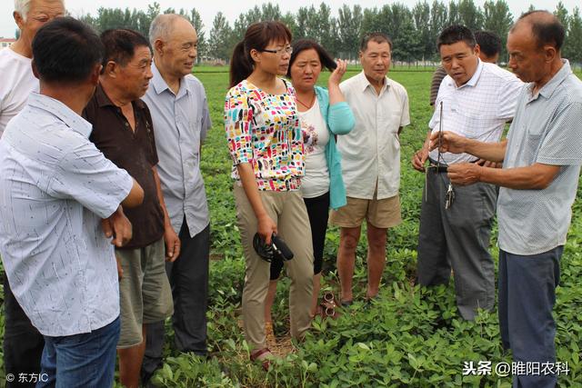 (中生菌素)这个药防治软腐病、溃疡病、疮痂病、角斑病等细菌性病害特效-第1张图片-锐角网