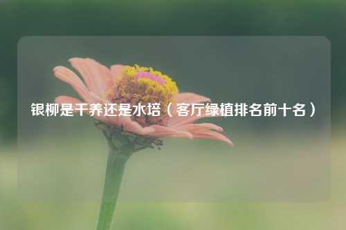 银柳是干养还是水培（客厅绿植排名前十名） 花卉