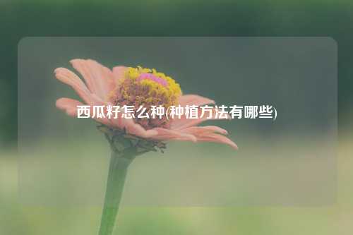 西瓜籽怎么种(种植方法有哪些) 种植业