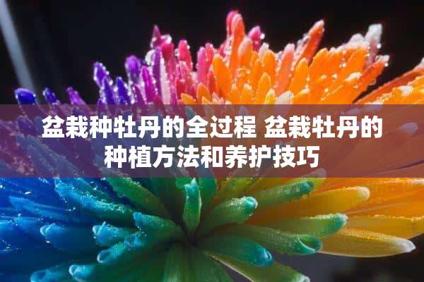 盆栽种牡丹的全过程 盆栽牡丹的种植方法和养护技巧