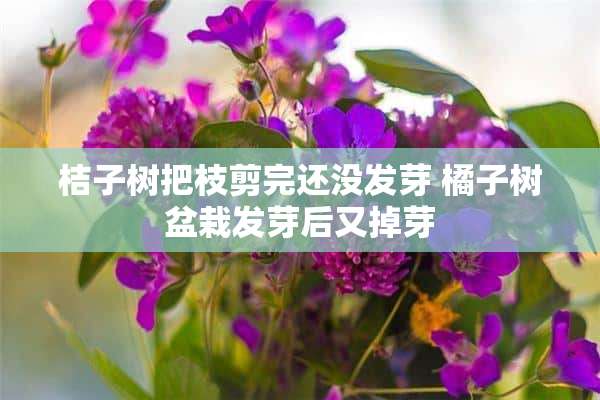 桔子树把枝剪完还没发芽 橘子树盆栽发芽后又掉芽