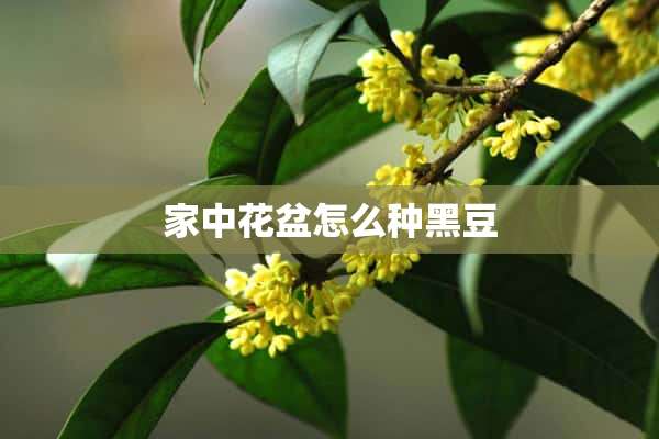 家中花盆怎么种黑豆