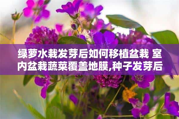 绿萝水栽发芽后如何移植盆栽 室内盆栽蔬菜覆盖地膜,种子发芽后怎样处理