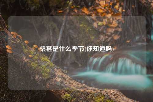 桑葚是什么季节(你知道吗) 种植业