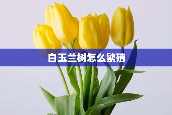 白玉兰树怎么繁殖