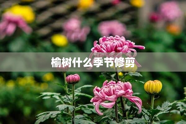 榆树什么季节修剪