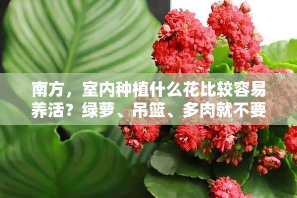 南方，室内种植什么花比较容易养活？绿萝、吊篮、多肉就不要说。