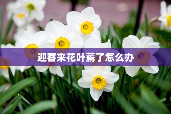 迎客来花叶蔫了怎么办