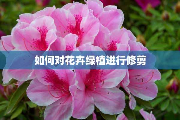 如何对花卉绿植进行修剪