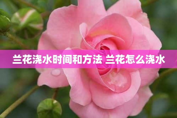 兰花浇水时间和方法 兰花怎么浇水