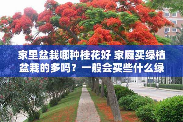 家里盆栽哪种桂花好 家庭买绿植盆栽的多吗？一般会买些什么绿植放在家里面