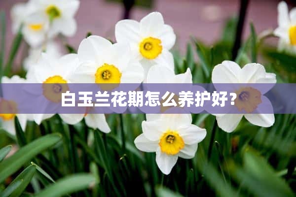 白玉兰花期怎么养护好？