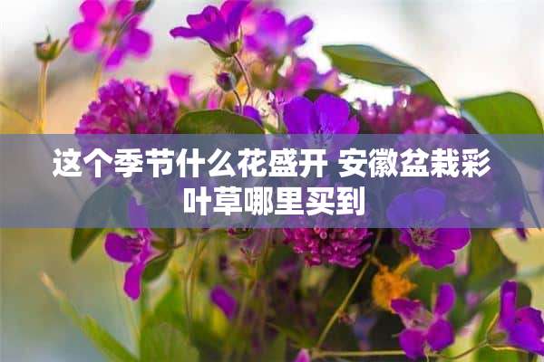 这个季节什么花盛开 安徽盆栽彩叶草哪里买到