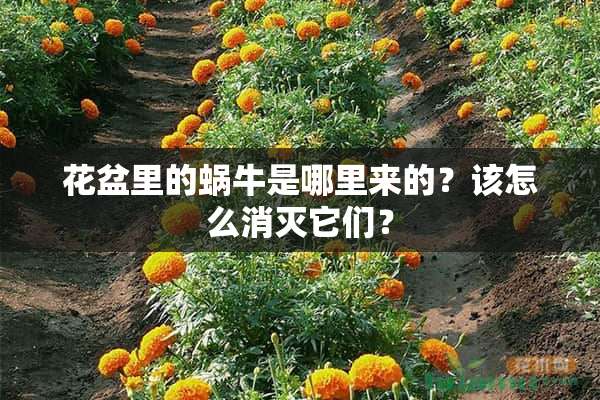 花盆里的蜗牛是哪里来的？该怎么消灭它们？