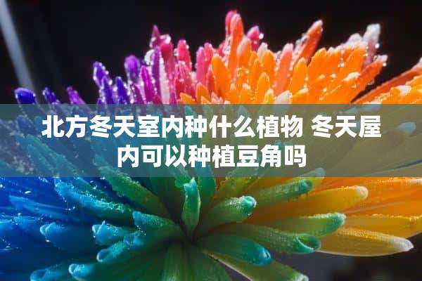 北方冬天室内种什么植物 冬天屋内可以种植豆角吗