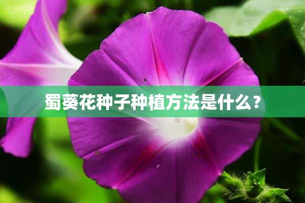 蜀葵花种子种植方法是什么？