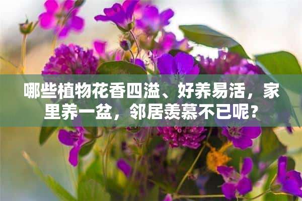 哪些植物花香四溢、好养易活，家里养一盆，邻居羡慕不已呢？