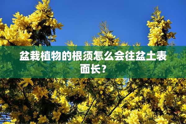 盆栽植物的根须怎么会往盆土表面长？