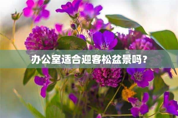 办公室适合迎客松盆景吗？