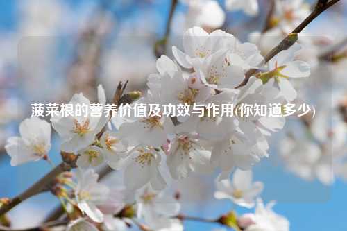 菠菜根的营养价值及功效与作用