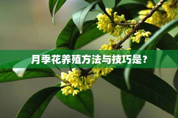 月季花养殖方法与技巧是？