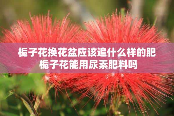 栀子花换花盆应该追什么样的肥 栀子花能用尿素肥料吗