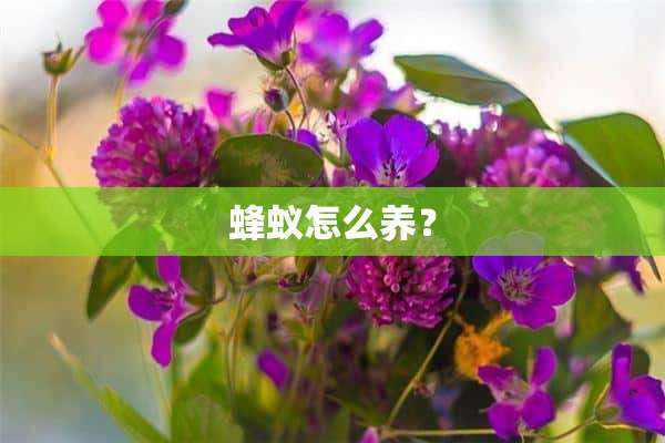 蜂蚁怎么养？