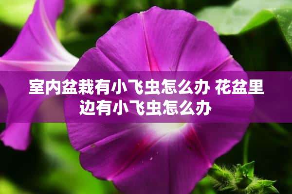 室内盆栽有小飞虫怎么办 花盆里边有小飞虫怎么办