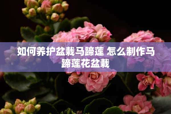 如何养护盆栽马蹄莲 怎么制作马蹄莲花盆栽