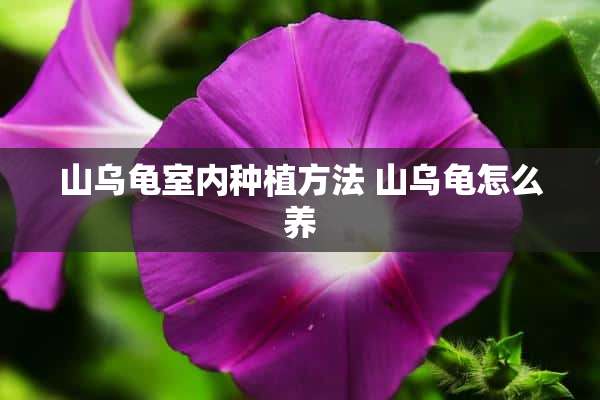 山乌龟室内种植方法 山乌龟怎么养