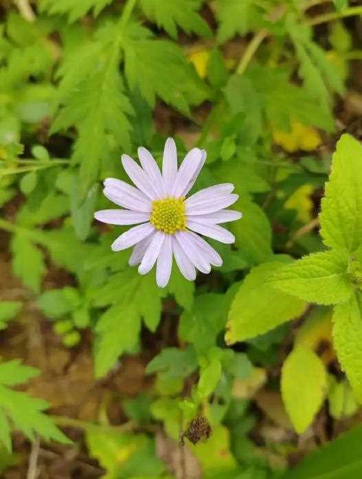 马兰菊开花是什么颜色，打造庭院中的紫色花海