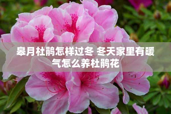 皋月杜鹃怎样过冬 冬天家里有暖气怎么养杜鹃花