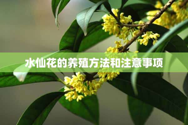 水仙花的养殖方法和注意事项