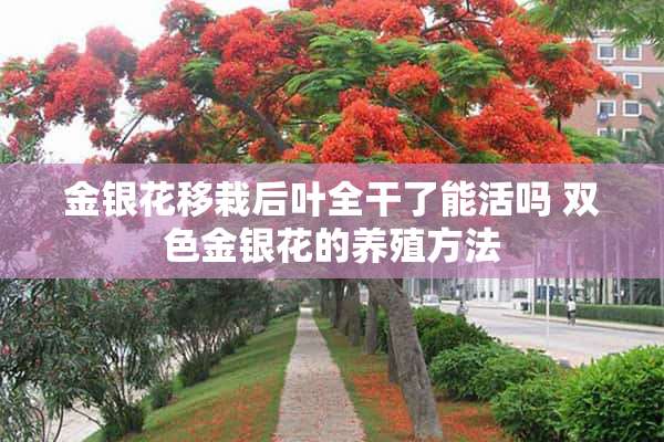 金银花移栽后叶全干了能活吗 双色金银花的养殖方法