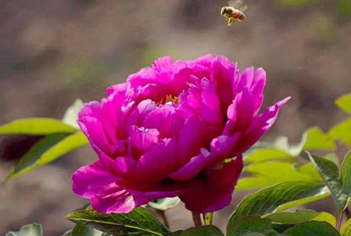 牡丹花的不同颜色花语是什么？八种颜色牡丹花的花语