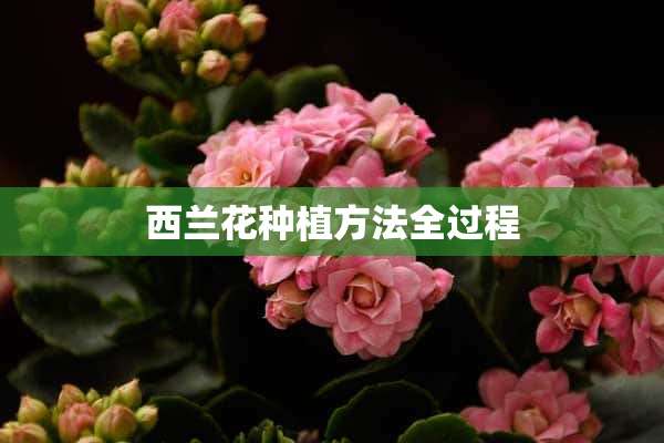 西兰花种植方法全过程