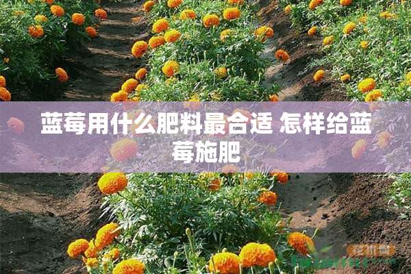 蓝莓用什么肥料最合适 怎样给蓝莓施肥