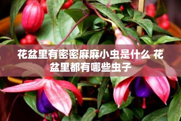 花盆里有密密麻麻小虫是什么 花盆里都有哪些虫子