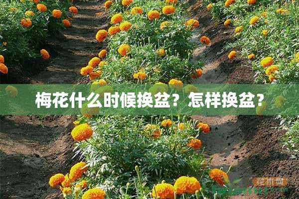 梅花什么时候换盆？怎样换盆？