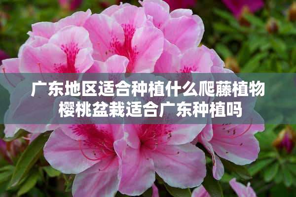 广东地区适合种植什么爬藤植物 樱桃盆栽适合广东种植吗