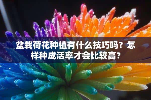 盆栽荷花种植有什么技巧吗？怎样种成活率才会比较高？