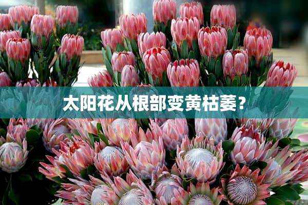 太阳花从根部变黄枯萎？