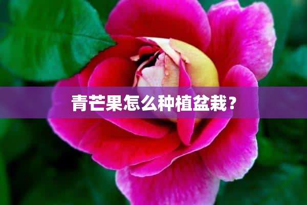 青芒果怎么种植盆栽？