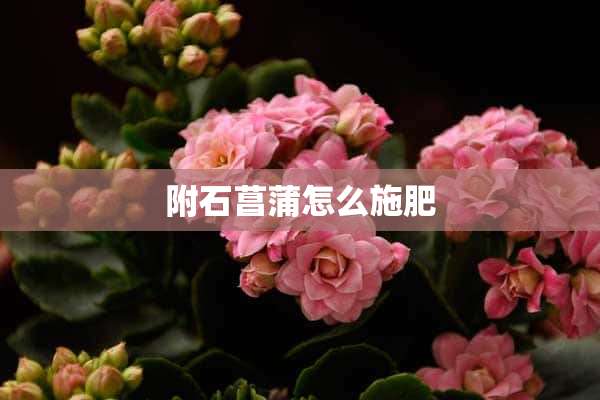 附石菖蒲怎么施肥