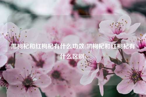 黑枸杞和红枸杞有什么功效