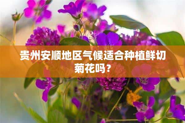 贵州安顺地区气候适合种植鲜切菊花吗？