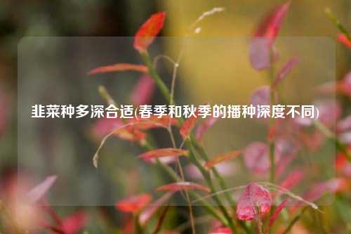 韭菜种多深合适(春季和秋季的播种深度不同) 种植业