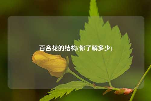 百合花的结构