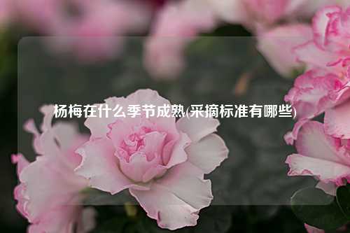 杨梅在什么季节成熟(采摘标准有哪些) 种植业