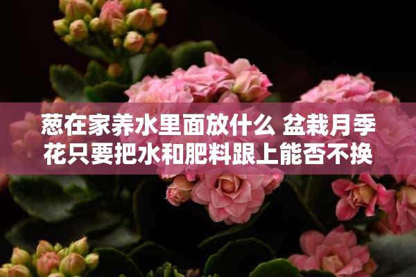 葱在家养水里面放什么 盆栽月季花只要把水和肥料跟上能否不换盆